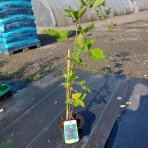 Černica nepichľavá, veľkoplodá (Rubus fruticosus) ´LOCH NESS´ - skorá 40-70 cm, kont. 1.5L